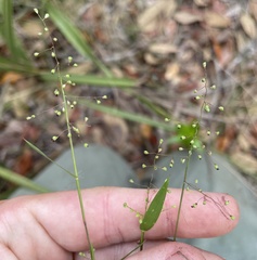 Dichanthelium patulum