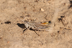 Dichroplus pratensis