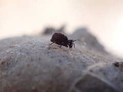 Ptenothrix italica