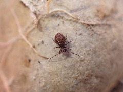 Ptenothrix italica