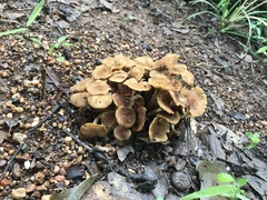 Desarmillaria tabescens image