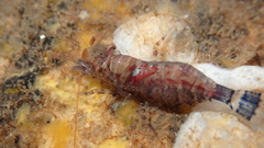 Eualus pusiolus