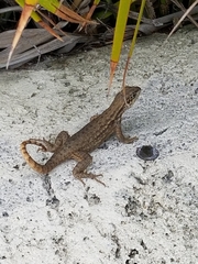 Leiocephalus carinatus