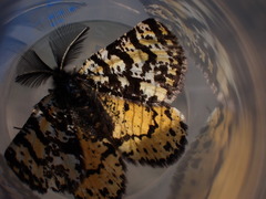 Eurranthis plummistaria