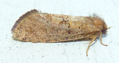 Acrolophus mora