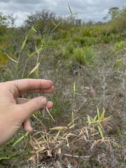 Dichanthelium patulum