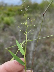 Dichanthelium patulum