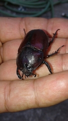 Coleoptera