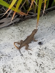 Leiocephalus carinatus