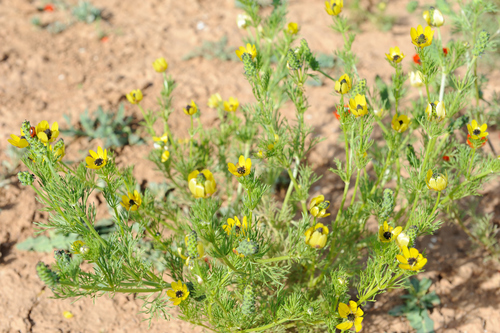 Adonis flammea image