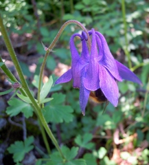 Aquilegia dumeticola