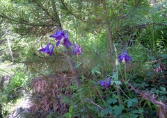 Aquilegia dumeticola
