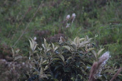 Emberizoides herbicola