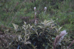 Emberizoides herbicola
