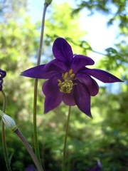 Aquilegia dumeticola