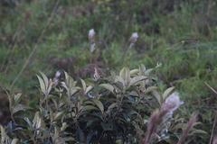 Emberizoides herbicola