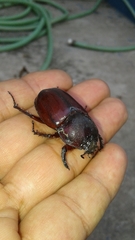 Coleoptera