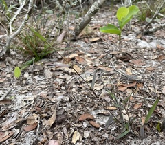 Dichanthelium patentifolium