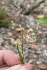 Dichanthelium patentifolium