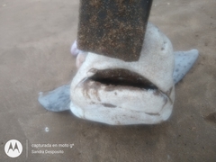 Notorynchus cepedianus