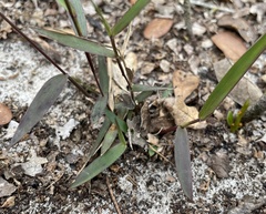 Dichanthelium patentifolium