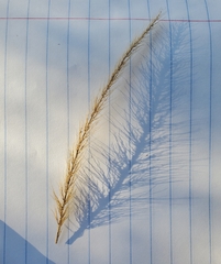 Setaria scheelei