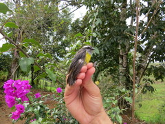 Coereba flaveola columbiana