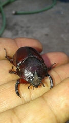 Coleoptera