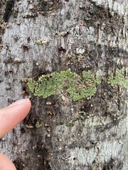 Hyperphyscia syncolla