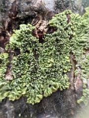 Hyperphyscia syncolla