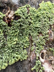 Hyperphyscia syncolla