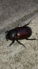 Coleoptera