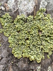 Hyperphyscia syncolla