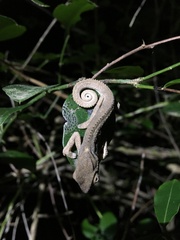 Bradypodion venustum