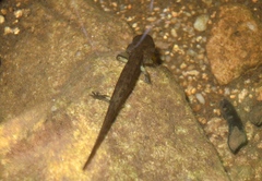 Salamandra corsica