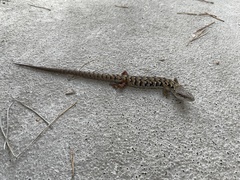 Elgaria multicarinata webbii