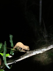 Bradypodion venustum