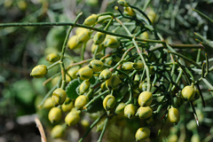 Ephedra major major