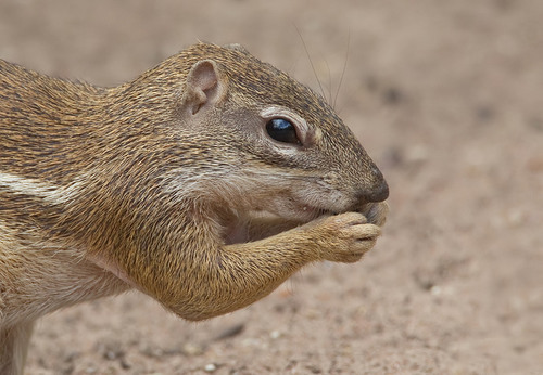 Striped Ground Squirrel