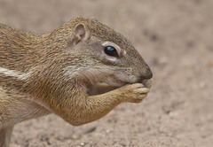 Euxerus erythropus