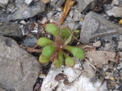 Saxifraga tridactylites