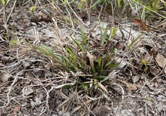 Dichanthelium webberianum