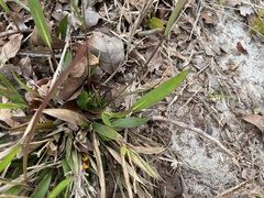 Dichanthelium webberianum