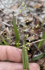 Dichanthelium webberianum