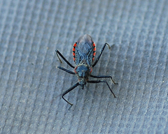 Rhynocoris leucospilus sibiricus