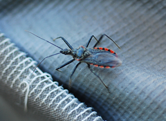 Rhynocoris leucospilus sibiricus