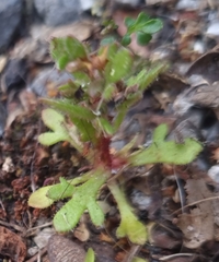 Saxifraga tridactylites