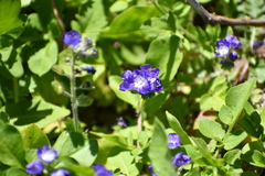 Phacelia patuliflora