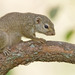 Sun Squirrels - Photo (c) Paul Cools, some rights reserved (CC BY-NC), uploaded by Paul Cools