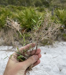 Dichanthelium patulum